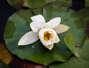 Water lily flower is pollinated by small flies. Selective focus.