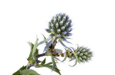 Flower herb thistle on white background