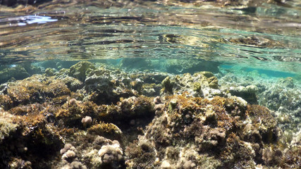 natural underwater background 