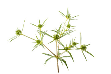 Fototapeta na wymiar Flower herb thistle on white background