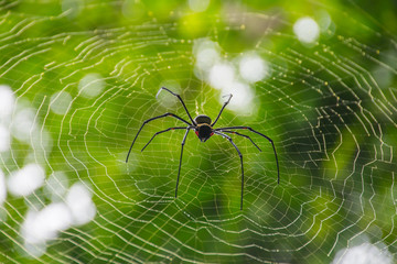 spider