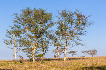 Trees Grass Field Horizon Landscape
