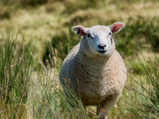 Lovely sheep in free nature, Ireland