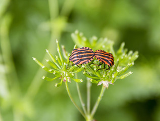 Italian striped bugs