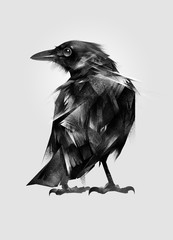 drawn isolated setting bird Blackbird - obrazy, fototapety, plakaty