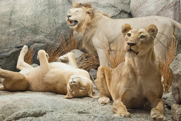Obraz premium Big lion family