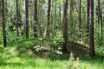 Fototapeta premium Ancient Slavic mounds in the forest 