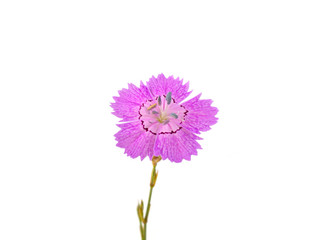 Immortelle flower on a white background