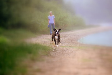 dog attack, brown boxer dog on a beach running straight to you