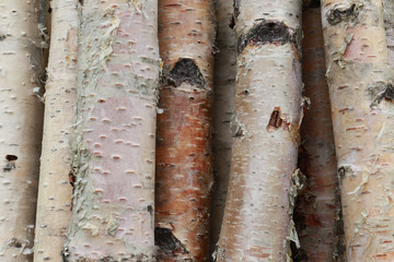 Fototapeta premium Lekkie pnie z surowej brzozy
