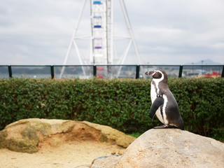 Banded penguin