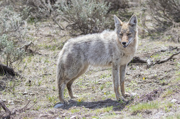 Light colored coyote standing in grass