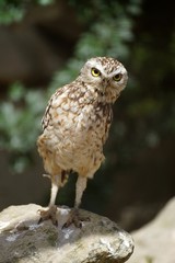 Little owl on the stone