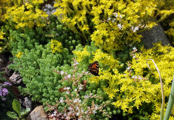 The yellow Sedum in rock gardens