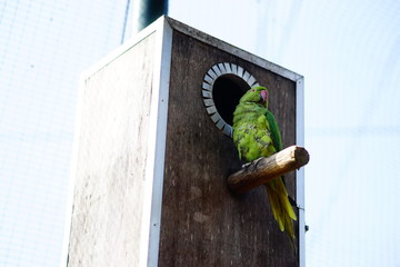 Wild parrot bird, green parrot great