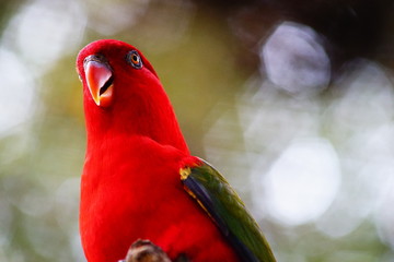 Wild parrot bird, red parrot great isolated on blurred and bokeh background