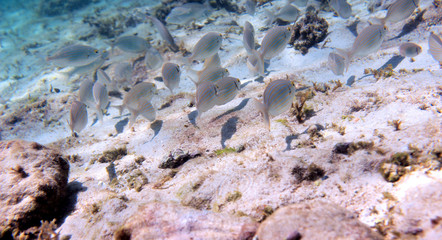 Saupe (sarpa salpa)