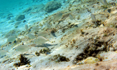 Saupe (sarpa salpa)