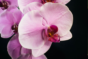 magenta orchids on black background