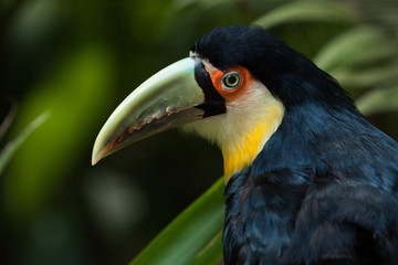 The green-billed toucan (Ramphastos dicolorus), or red-breasted toucan.