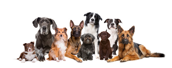 Group of nine dogs in front of a white background - 165906079