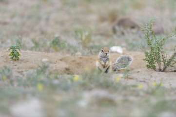 Southern Striped Ground-squirrel (Xerus inurus) , Kalahari desert, South Africa. 