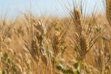 Yellow wheat grain ready for harvest growing in a farm field