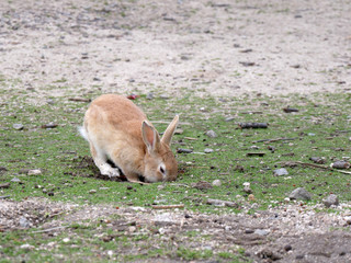 Rabbit on Okunoshima island