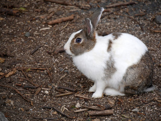 Rabbit on Okunoshima island