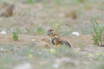 Naklejka na ściany i meble Southern Striped Ground-squirrel (Xerus inurus) , Kalahari desert, South Africa. 