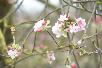 Fototapeta na wymiar Printemps, arbre en fleurs, pommier, cerisier