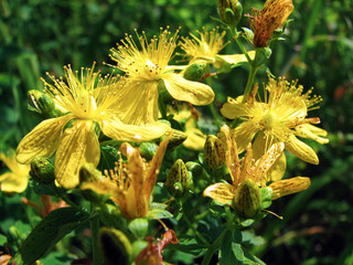 Hypericum perforatum