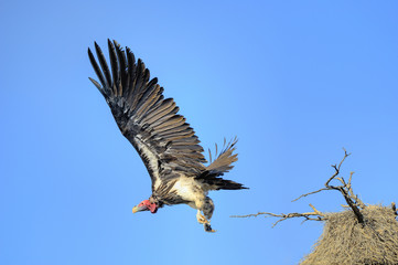 Lappet-faced vulture, Kalahari desert, South Africa