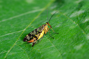 The Common Scorpionfly