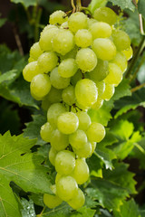 Healthy fruits White wine grapes riping in the vineyard, wine grapes, bunch of grapes ready to harvest