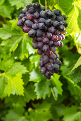 Healthy fruits Red wine grapes riping in the vineyard, dark grapes/ blue grapes/wine grapes,  bunch of grapes ready to harvest