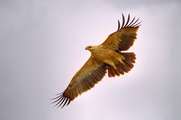 TAWNY EAGLE !Aquila rapax) in flight,Kalahari desert, South Africa