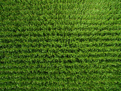 aerial view top view of green corn plants in a corn field in germany