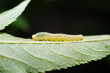 Caterpillar on a leaf