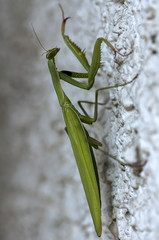 Closeup of a Praying Mantis climbing on a wall. Shallow depth of field.