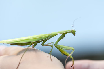 Closeup of a Praying Mantis. Shallow depth of field.