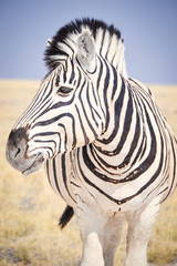 Naklejka premium Zebra