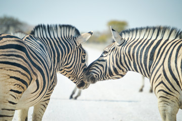 Fototapeta na wymiar Zebrapaar