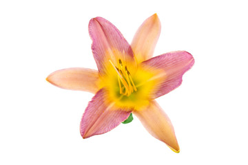 Flower lily on white background © Bohdan