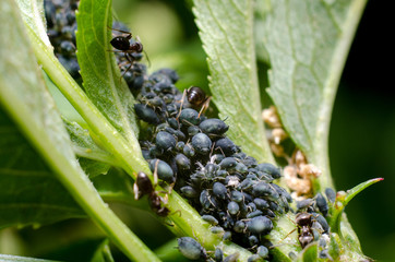 Aphids and ant