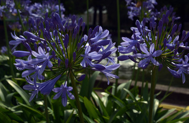 Lilien