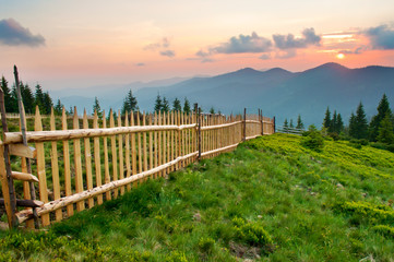 Spruce and pine trees on a lush green slope against mountain tops covered with several clouds at sunset. Warm summer evening. Marmarosh range, Carpathian mountains, Ukraine