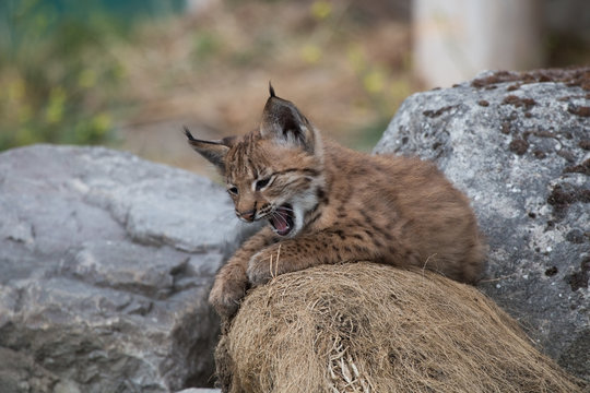 Jeune lynx en train de bailler