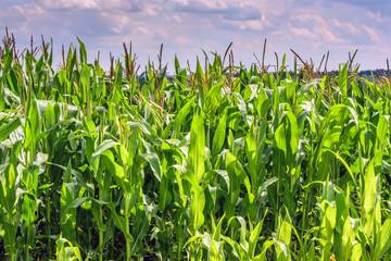 Field of green corn