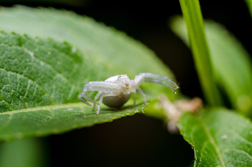 White crab spider